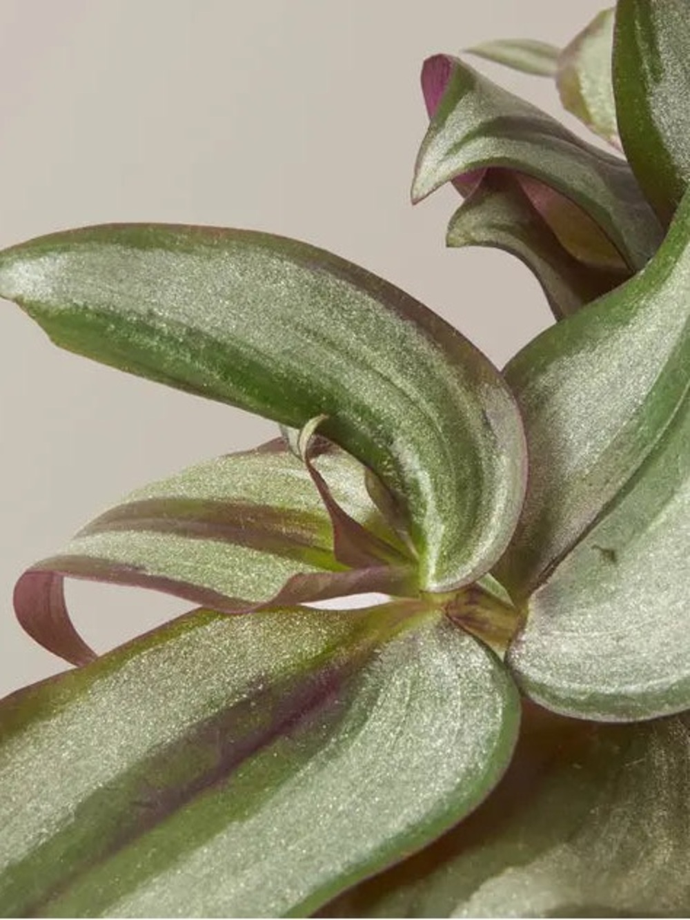 Leafy Green & Purple Home Accent Plant - “Wandering Jews/Dudes “